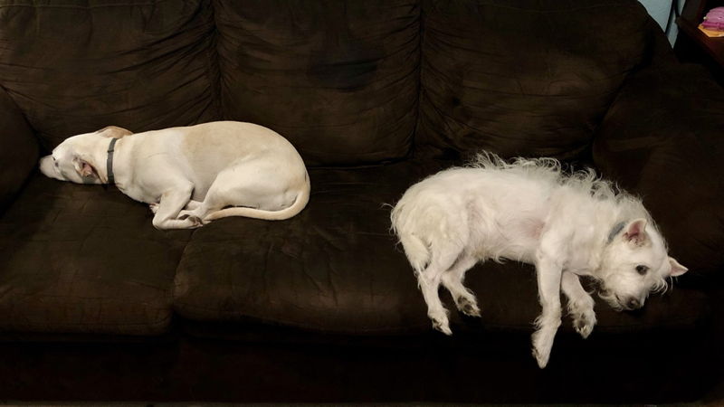 Couch takeover.